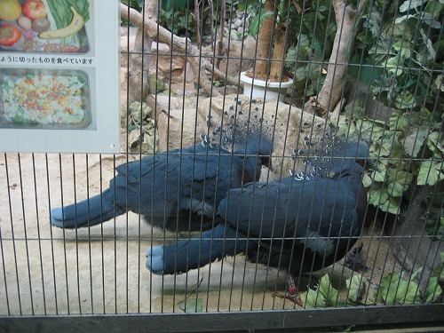 福岡市動物園18