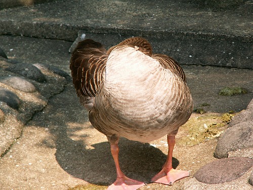 福岡市動物園24