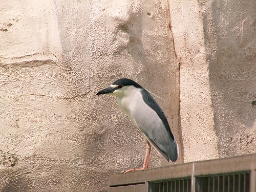 福岡市動物園23