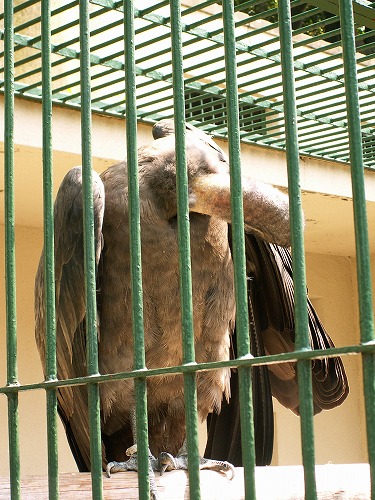 福岡市動物園15
