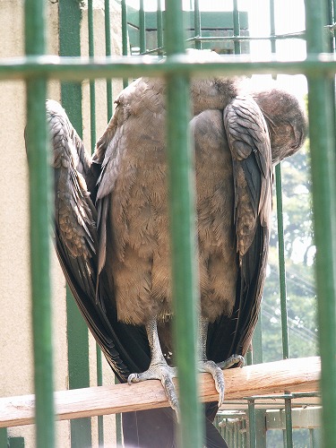 福岡市動物園16
