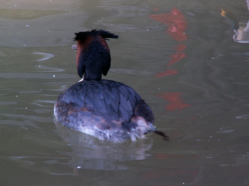 福岡市動物園20