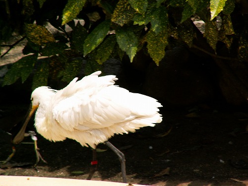 福岡市動物園6