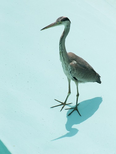福岡市動物園27