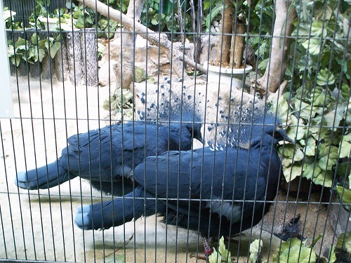 福岡市動物園19