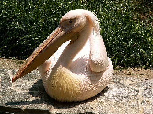 福岡市動物園10
