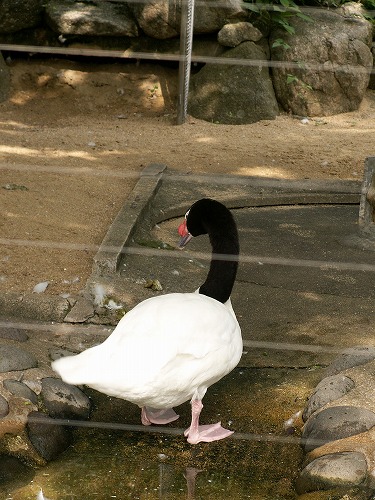 福岡市動物園31