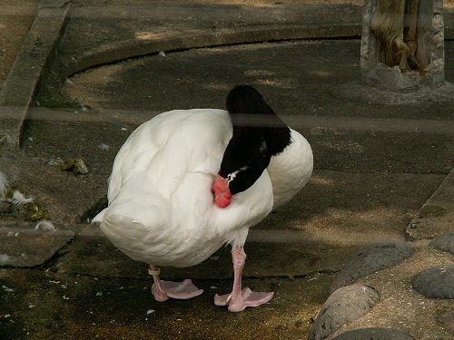 福岡市動物園30