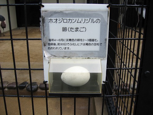 福岡市動物園15