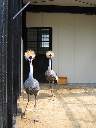 福岡市動物園16