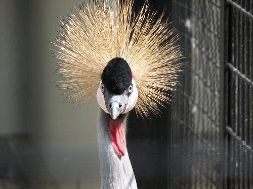 福岡市動物園9