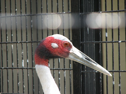 福岡市動物園19