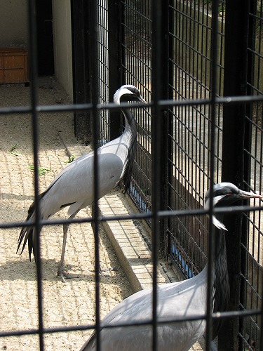 福岡市動物園23