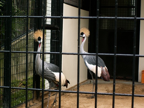 福岡市動物園17