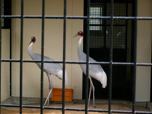 福岡市動物園24