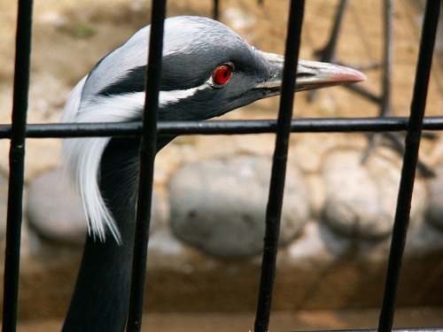 福岡市動物園25