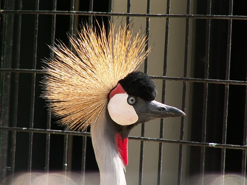 福岡市動物園13