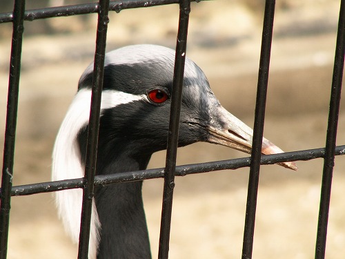 福岡市動物園26