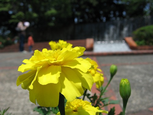 福岡市植物園2
