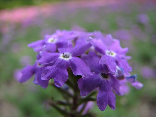 福岡市植物園20