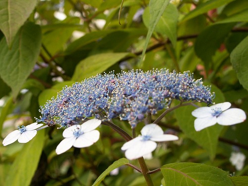 福岡市植物園18