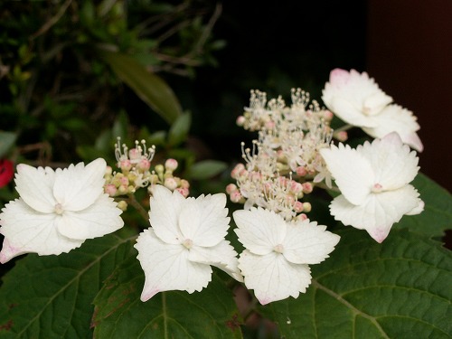 福岡市植物園19