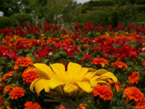 福岡市植物園15