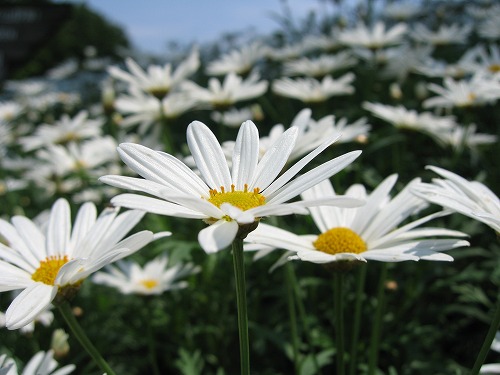 福岡市植物園19