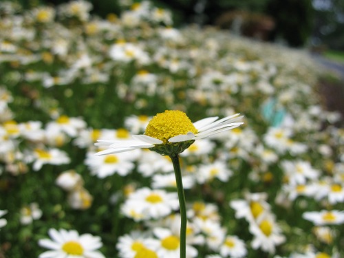 福岡市植物園23