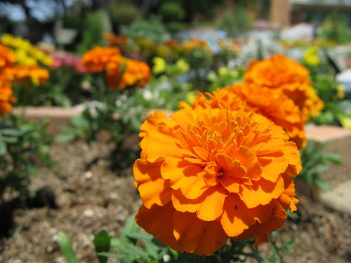 福岡市植物園7