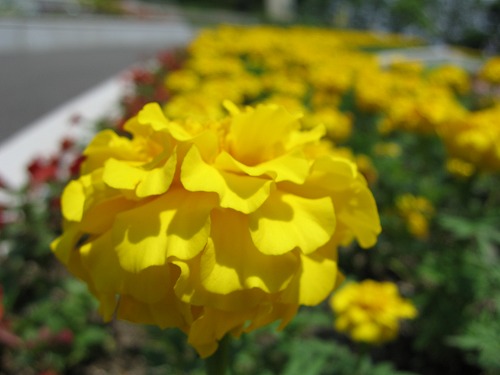 福岡市植物園11