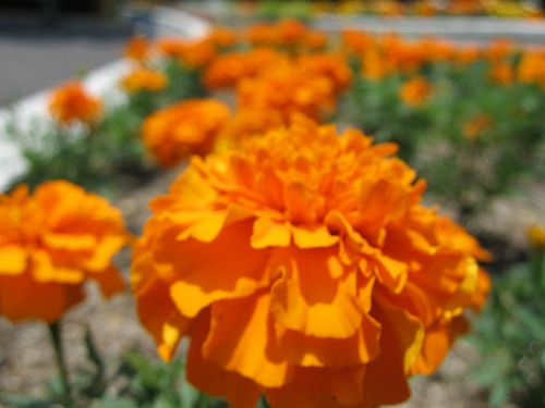 福岡市植物園4