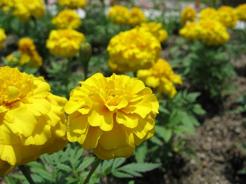 福岡市植物園12