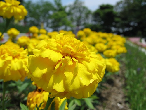 福岡市植物園14