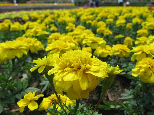 福岡市植物園9