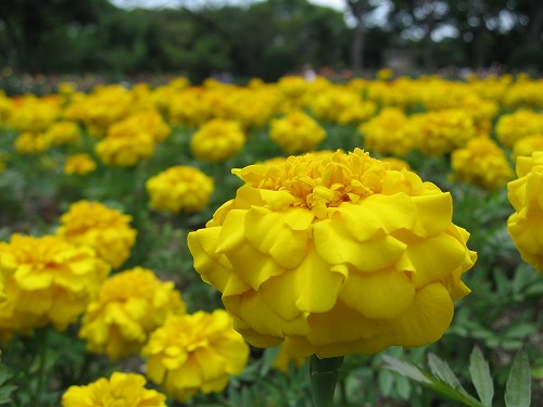 福岡市植物園10