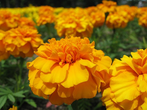 福岡市植物園5