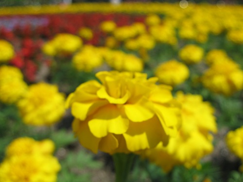 福岡市植物園8