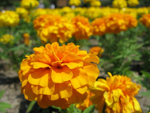 福岡市植物園3