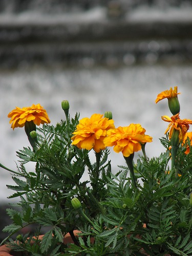 福岡市植物園16
