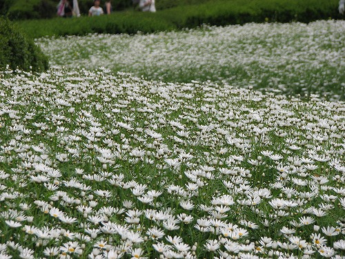 福岡市植物園18