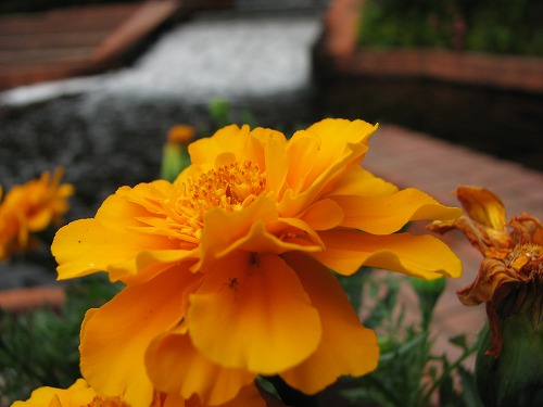 福岡市植物園6