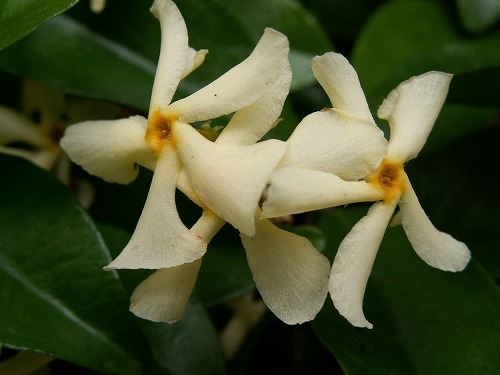 福岡市植物園27
