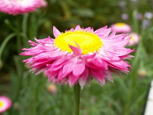 福岡市植物園24