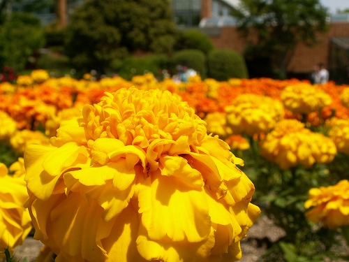 福岡市植物園2