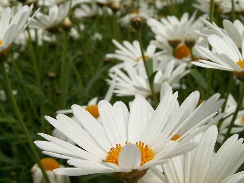 福岡市植物園21