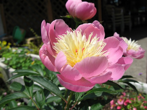 芍薬4