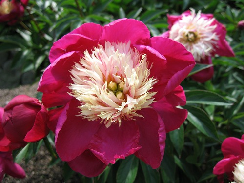 芍薬3