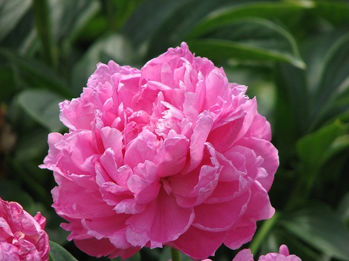 芍薬1