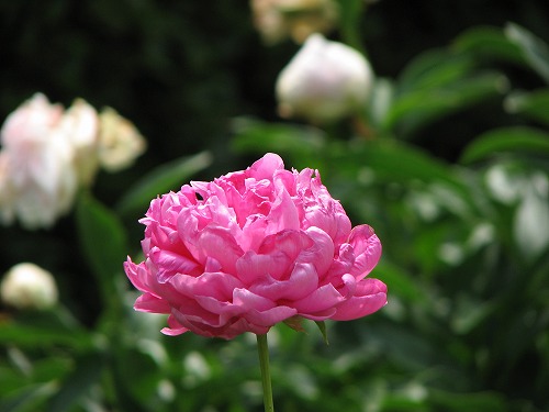 芍薬2